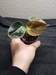 Philodendron Plant 2in Pot Melanochrysum Rooted Houseplant Philodendron melanochrysum