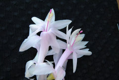 Christmas Cactus Starter Plant - Angel Kisses - Schlumbergera Truncata - Well Rooted Cactus for Home and Garden Decor