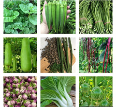 Non-GMO Heirloom Vegetable Seeds Bundle - 10 Varieties - US Seller - Organic Gardening Essentials
