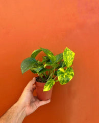 Hawaiian Pothos Starter Plant in 4" Pot | Live Devil's Ivy Vine | Well Rooted | Epipremnum aureum