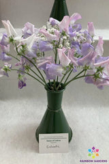 Sweet Pea Seeds - 50+ Pack - Enchante Variety - Lathyrus odoratus - Garden Planting - USA