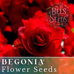 Berry Flame Begonia Seeds - Non-GMO Flower Seeds, 45 or 125 Seeds, Colorful Blooms, Ideal for Gardens (Begonia spp.)