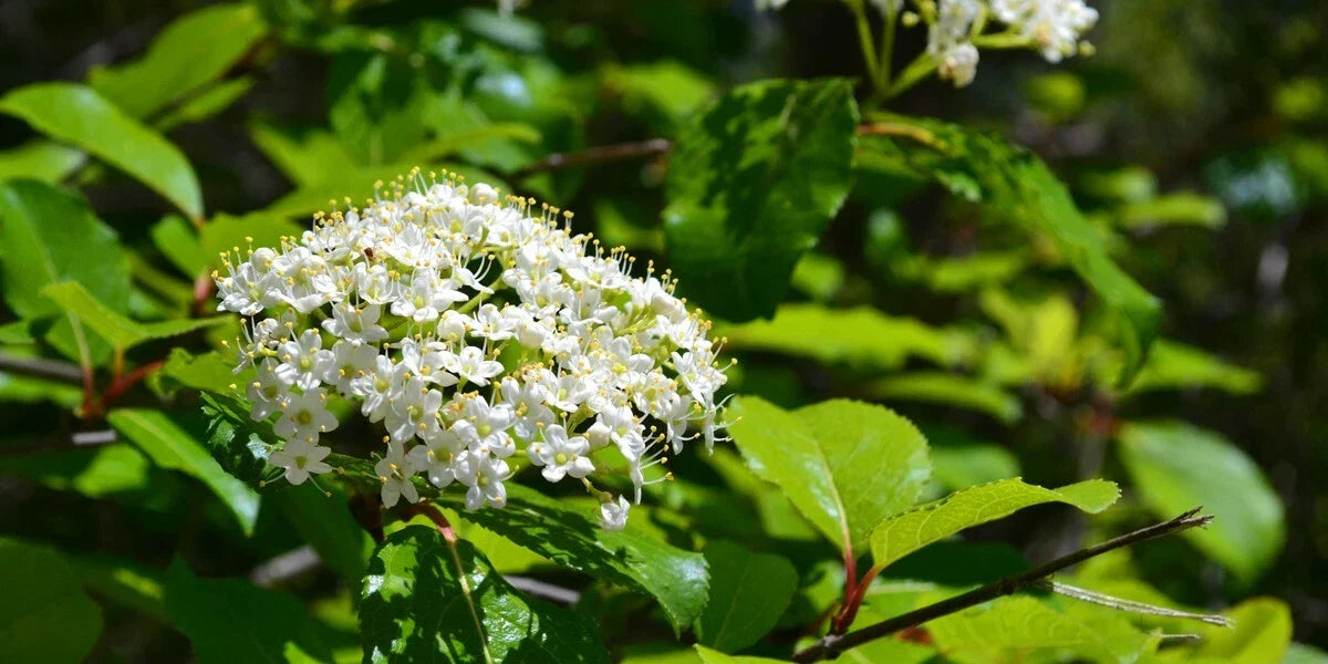 Black Haw Viburnum Shrub - Viburnum prunifolium, Native Plant for Landscaping, Attracts Wildlife, Hardy Perennial