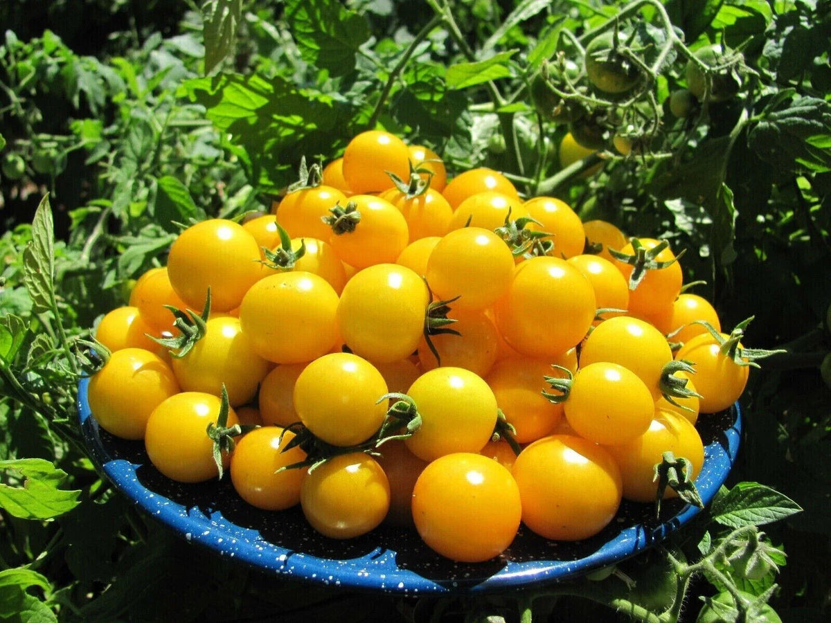 Gold Nugget Cherry Tomato Seeds - Organic Heirloom Non-GMO - Supersweet Variety - 10+ Seeds