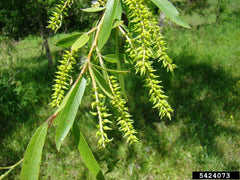 Black Willow Tree Cuttings - 2 Live Plants - Ideal for Shade and Privacy - Salix nigra