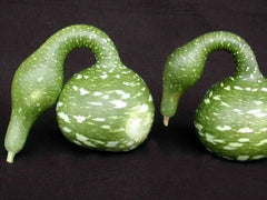 Speckled Swan Gourd Seeds - Fresh Gourd Seed Variety - Unique Decorative Gourds - Cucurbita pepo