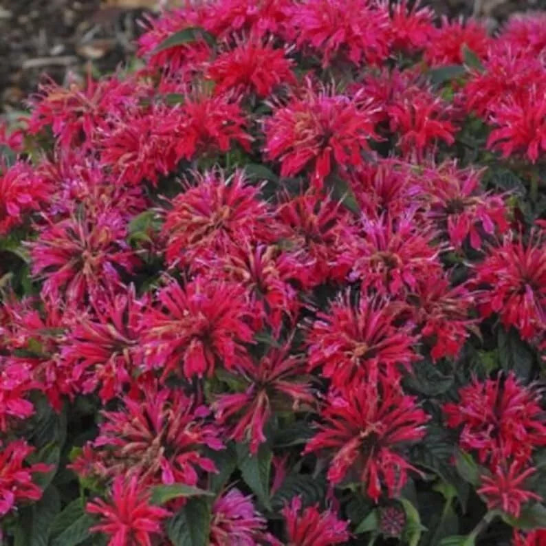 Cherry Pops Bee Balm Seeds - 100 Pack - Monarda didyma - Hummingbird Attracting Flower Seeds