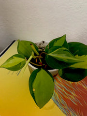 Philodendron Brazil Live Plant, 3 Inch Pot, Well Established Roots, Philodendron hederaceum