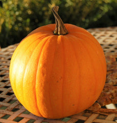 Connecticut Field Pumpkin Seeds | Heirloom Vegetable Seeds for Planting | Patch Pumpkins (Cucurbita pepo) 2025