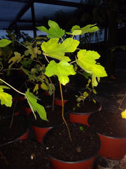 Ficus Fig Tree 5-14 Inches Cold Hardy Non-Dormant Ficus carica "Celeste" Edible Pesticide Free Non-GMO