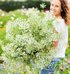 Bishop's Flower Bouquets Green Mist Seeds - Tall Non-GMO 200 Seeds for Beneficial Insects (Ammi majus)