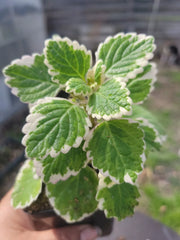 Swedish Ivy Starter Plant - Green & White Variegated - Plectranthus verticillatus - Indoor Houseplant