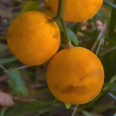 Hardy Orange Tree Seedlings 5-Pack - Flying Dragon Poncirus Trifoliata - Cold Hardy Citrus Plants