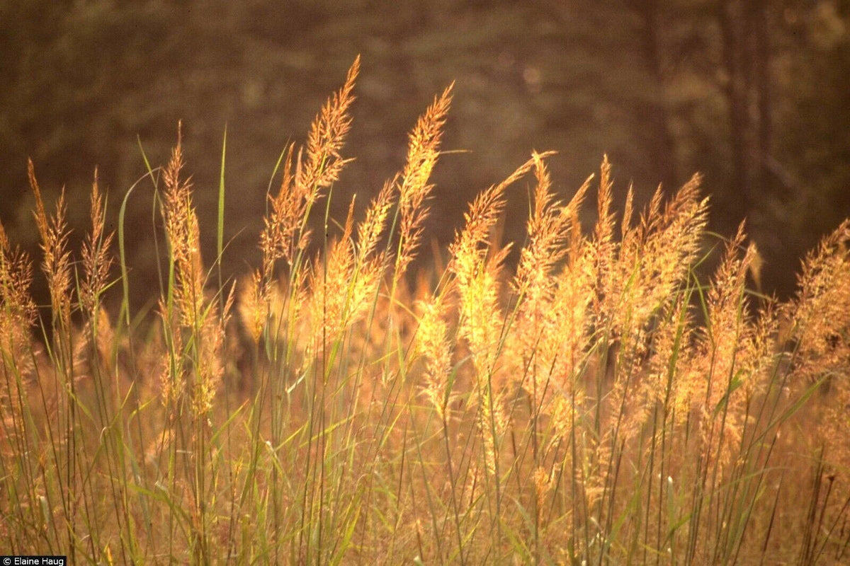 Indian Grass Seeds - Native Prairie Wildflower - Ornamental for Poor Soils - Heat & Cold Tolerant - Sorghastrum nutans