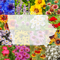 Wildflower Seed Mix 1/4 lb Bulk, Iowa Native Blend, Covers 2,000 sq ft, Ideal for Pollinator Gardens