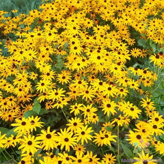 Goldsturm Rudbeckia Seeds - 200+ Pack for Garden Planting - Black-Eyed Susan (Rudbeckia hirta) - USA