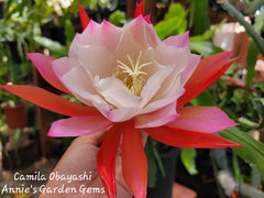 Epiphyllum Camila Obayashi Orchid Cactus - 4 Inch Pot, Well Rooted, Tropical Succulent Plant