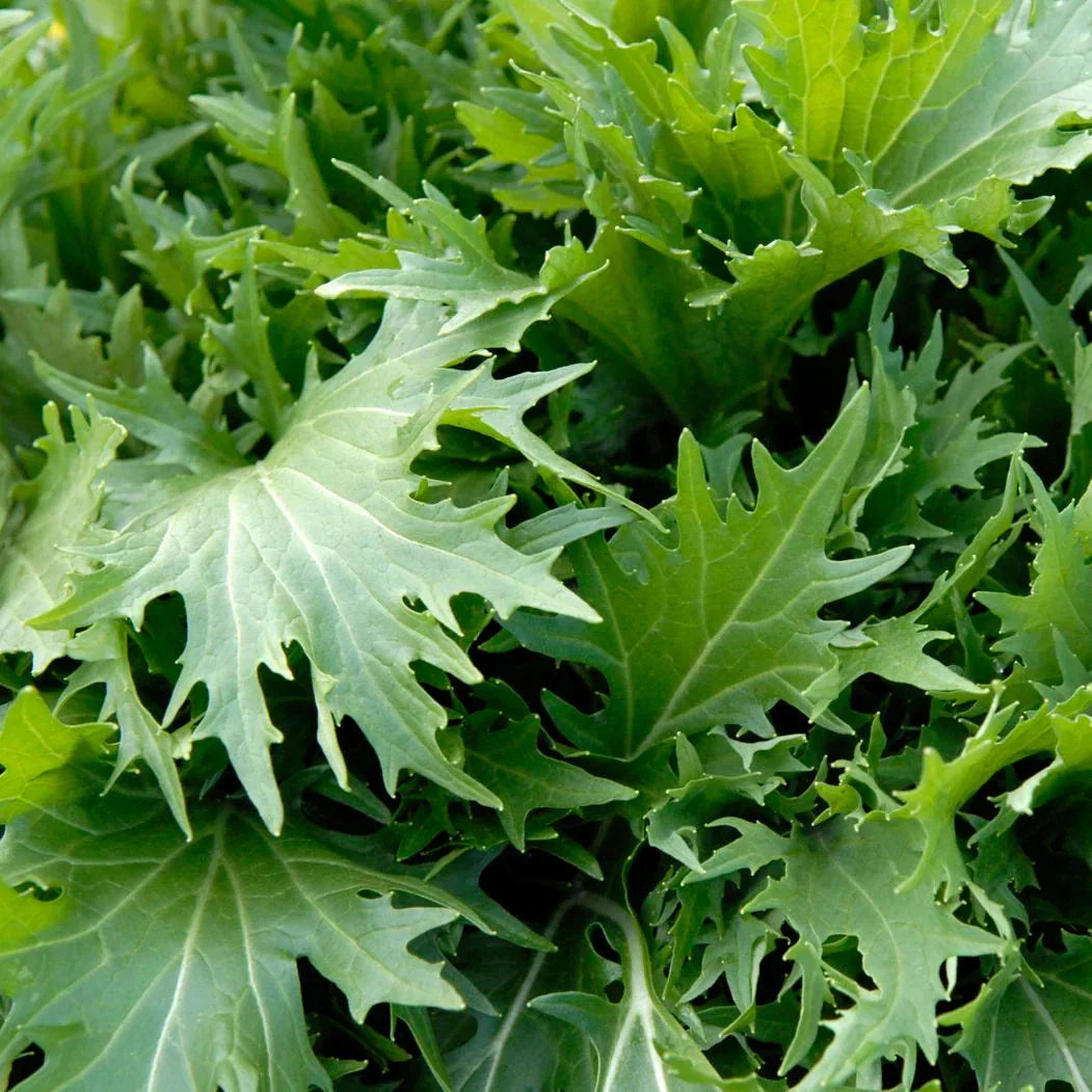 Mizuna Mustard Greens Seeds - Japanese Salad Variety - Planting for 2025 - Asian Lettuce Seeds