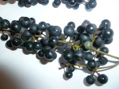 Wild Grape Seeds - 10 Organic Vitis aestivalis - Heirloom Seeds for Gardening - Free Shipping