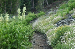 White Horse Mint Seeds - 1000 Rare Medicinal Herb Seeds - Aromatic Variety (Mentha spicata)