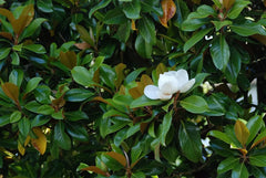 Super Rare Magnolia Cuttings - 3 Rooting or Grafting Cuttings - Magnolia 'St. Mary'