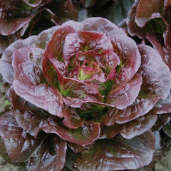 Romaine Cimarron Lettuce Seeds 600+ Heirloom Red Vegetable Garden Seeds - Non-GMO, Organic, Easy to Grow