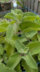 Cuban Oregano Cuttings - 3 Unrooted Ajwain Karpooravalli - Plectranthus Amboinicus - Fresh Herb for Cooking