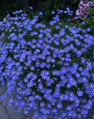 Blue Daisy Plant, 8” Pot, Perennial, Asteraceae, 12x12x8 Big Blooming Flower
