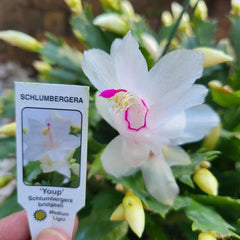 Holiday Cactus 4" White Youp Schlumbergera Truncata Thanksgiving Cactus