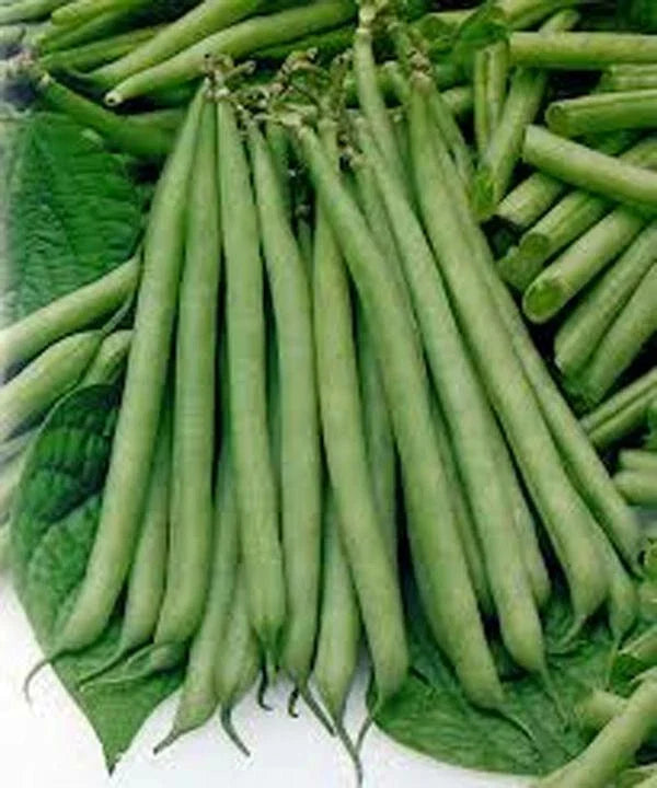 Slenderette Bush Bean Seeds - NON GMO - 20+ Seeds - Great Tasting and Healthy - Phaseolus vulgaris