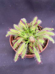 Drosera capensis 'Mini Red' | 2.5" Pot | Rooted Carnivorous Plant | Unique Red Variety