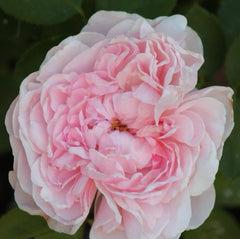 Climbing Rose Plant Cuttings - 3 Fresh Unrooted Cuttings - Rosa spp. - 6” Long, Ideal for Home Gardens