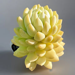 Rare Succulent Live Plant 2-Inch Sedeveria Lilac Mist Fully Rooted (Sedeveria) - Unique Colorful Hybrid for Plant Lovers