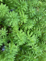 Parrot Feather Aquatic Plants - 15 Pack - Myriophyllum aquaticum - Hardy Perennial for Ponds and Aquariums - Emersed Growth