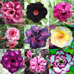 Desert Rose Seeds - 100 Mixed Color Adenium Obesum - Grow Your Own Flowering Plants