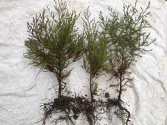 Southeastern Red Cedar Trees Live Seedlings 10-14" Bare Root Saplings (Juniperus virginiana)