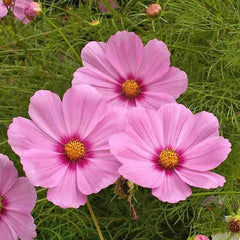 Dwarf Early Rose Cosmos Seeds - 200+ Pack for Garden Planting - Cosmos bipinnatus - USA Seller - Free Shipping
