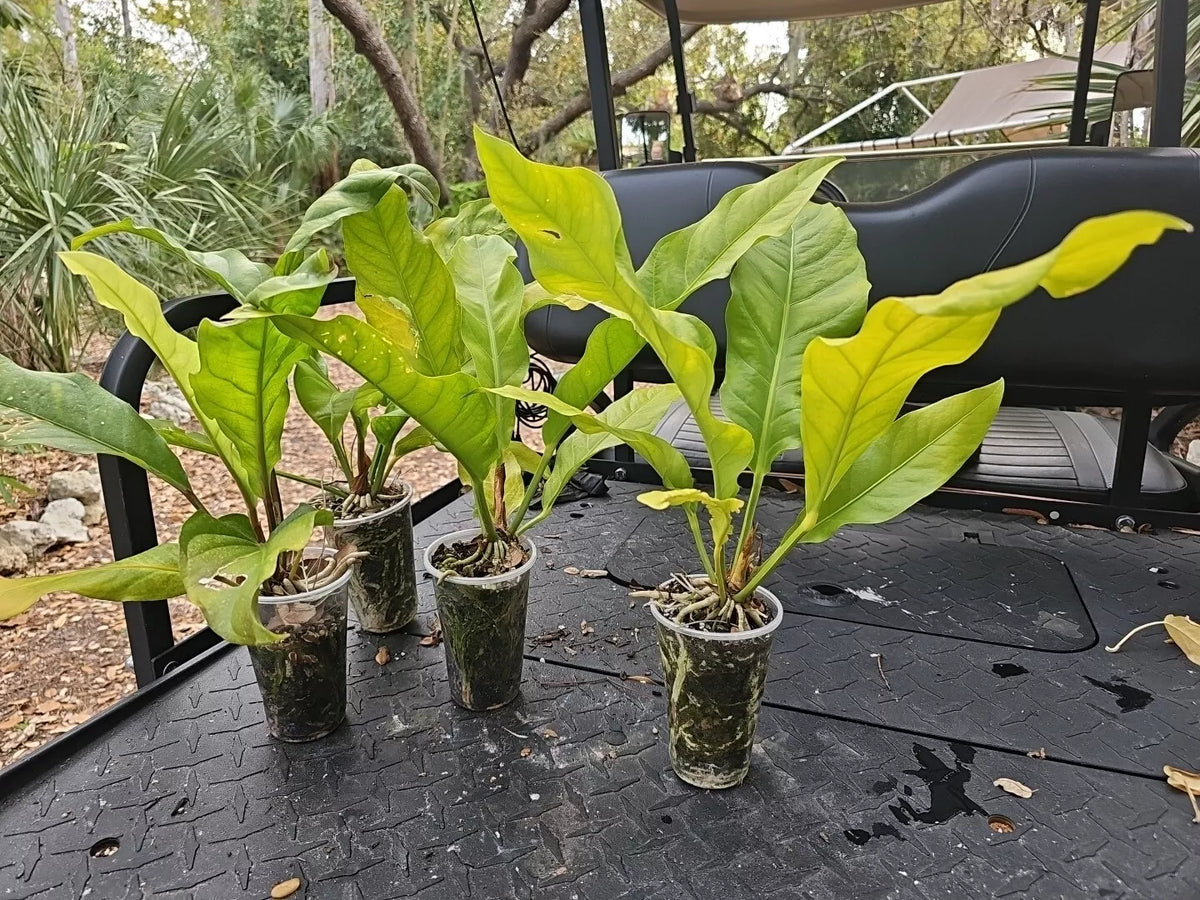 birds nest anthurium Large Anthurium Plant 4-Year-Old Hookeri Birds Nest Anthurium (Anthurium  hookeri)