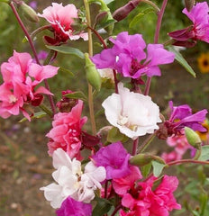 Clarkia Seeds 2000+ Annual Wildflower Bright Mixed Colors Cutflower (Clarkia spp.)