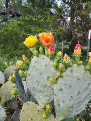 Prickly Pear Cactus Plant - Spiny Succulent Variety - Opuntia Ficus-Indica