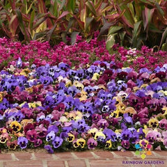 Matrix Coastal Sunrise Mix Pansy Seeds - 200+ Premium Viola Seeds for Vibrant Garden Blooms - Free Shipping