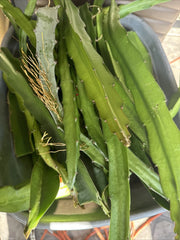 Dragon Fruit Cuttings - 5 Pack - Colorful Varieties - Pitaya (Hylocereus spp) - 8-12 Inches Long