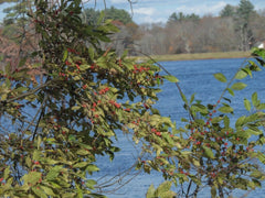 Winterberry Holly Seeds, Bulk Available, Ilex verticillata, Hardy Shrub for Landscaping, Native Plant Seeds