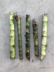 Dracaena Fragrans Fresh Cuttings - 5 Easy to Plant House Plants, No Root Required, Ideal for Indoor Gardening