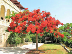 Royal Poinciana Tree 1 Gallon Red Flame Delonix Regia Flamboyant Flower Plant