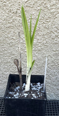 Bletilla striata x formosana 'Yokohama Kate' Bare Root Orchid Plant - Hardy Perennial for Lower 48 Sales Only