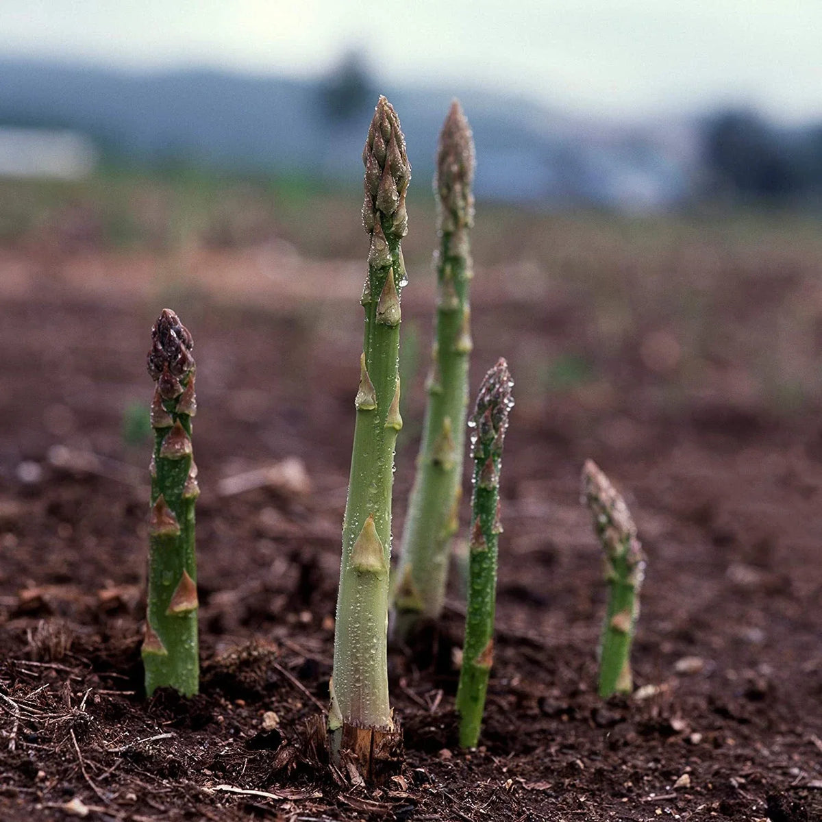 Asparagus Seeds UC 157 F2 Hybrid, Popular Planting Variety, Non-GMO, Asparagus officinalis, Free Shipping