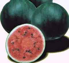 Watermelon Seeds 500 Count Sugar Baby Heirloom Non-GMO Citrullus lanatus