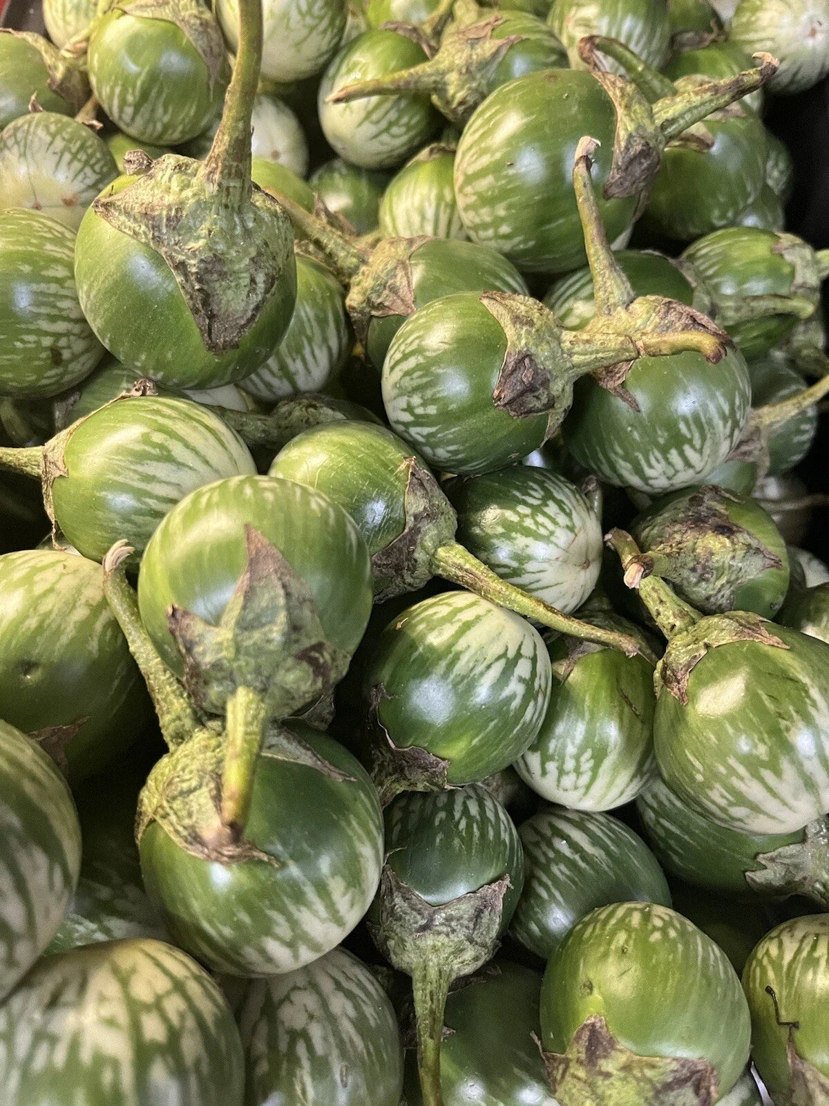 Thai Green Eggplant Seeds - 50+ Round Seeds - Solanum melongena - Heirloom Variety for Home Gardening