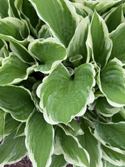 Hosta Plants Bare Root Bi-colored Shade Garden Blue Flower Hosta spp.